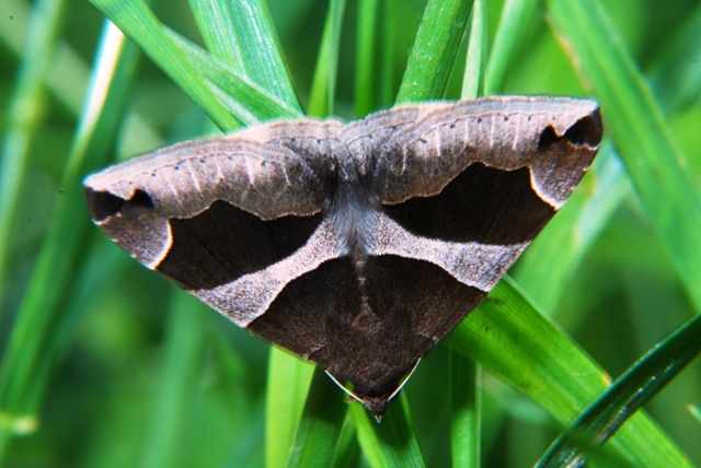 Sconosciuta - Dysgonia algira